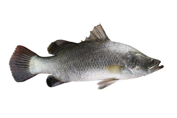 Barramundi fish or white sea bass isolated on white background. - 574528904