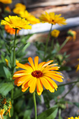 Close-up to Marigold flowers in a flower bed