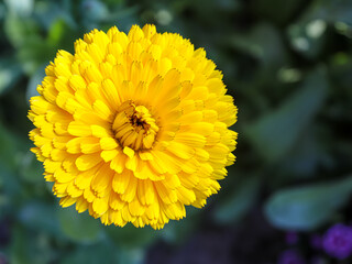 Close-up to yellow Marigold flower