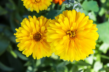 Close-up to yellow Marigold flowers