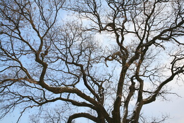 winter tree