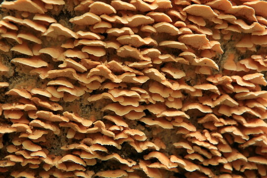 Coriolus versicolor