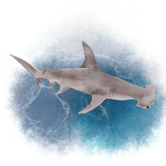 상어 고래 © kyojoo