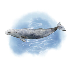 상어 고래 © kyojoo