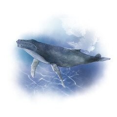 상어 고래 © kyojoo