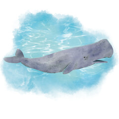 상어 고래 © kyojoo