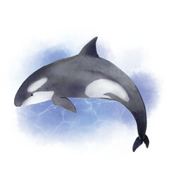 상어 고래 © kyojoo