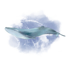 상어 고래 © kyojoo