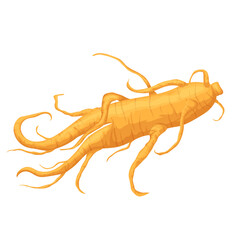 ginseng root medicine cartoon vector illustration color sign