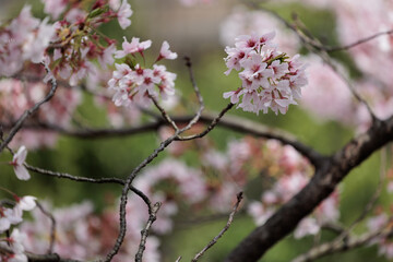 桜の花