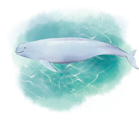 상어 고래 © kyojoo