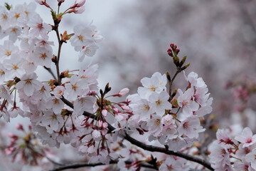 桜の花