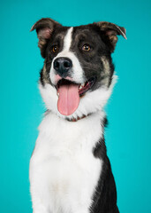 A dog posing for their adoption photo