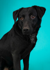 A dog posing for their adoption photo