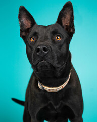 A dog posing for their adoption photo