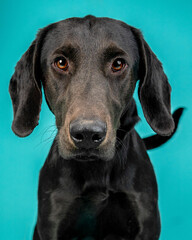 A dog posing for their adoption photo
