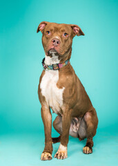 A dog posing for their adoption photo