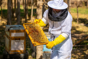 The beekeeper extracts honey from bee hives, holds the honeycomb in his hands, assessing the state...