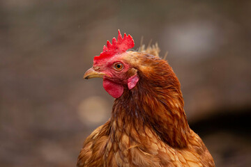 side-view of a red backyard chicken staring into the camera