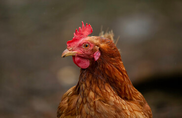 side-view of a red backyard chicken staring into the camera