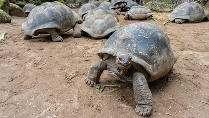 A lot of giant turtles walk in the corral. One reptile close-up. Front view. The carapace, head, eyes, scaly paws, claws are visible. The blades of grass are scattered on the ground. Seychelles