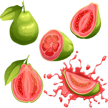 guava fruit fresh set cartoon vector illustration