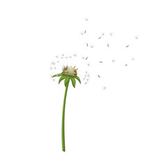 dandelion flower summer cartoon vector illustration color