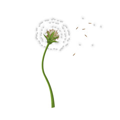 dandelion flower summer cartoon vector illustration color