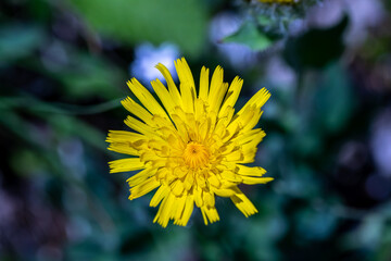 Hieracium villosum flower growing in mountains	