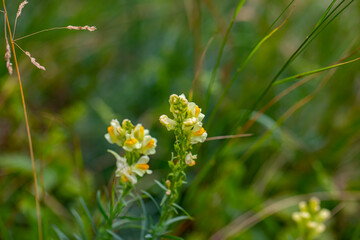 Linaria vulgaris flower growing in mountains