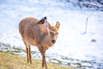 Fototapeta premium Beautiful spotted deer in the mountains against the background of green grass and snow. Fairytale spring landscape with wild animals.