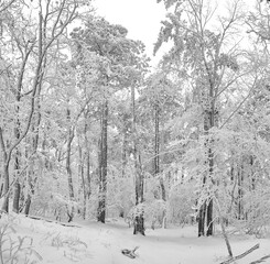 Winter wonderland walk in forest 