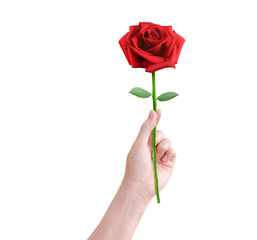 red rose in female hand PNG transparent