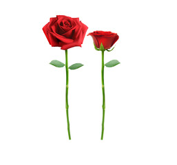 red rose flower  PNG transparent