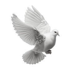 White dove isolated on transparent background. White pigeon transparent realistic isolated vector illustration. Flying Dove
