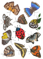 Set of Hand Drawn Colorful Butterfly Sticker Pack Isolated on White Background. Butterfly Collection Drawn by Colored Pencil. Hand Drawn Moth Printable Sticker Pack.