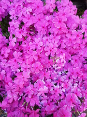 Fototapeta premium pink background