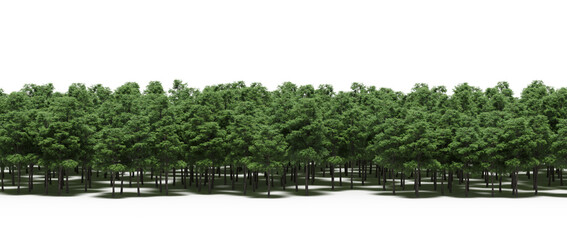 trees in the forest with a shadow on the ground, isolated on white background, 3D illustration, cg render