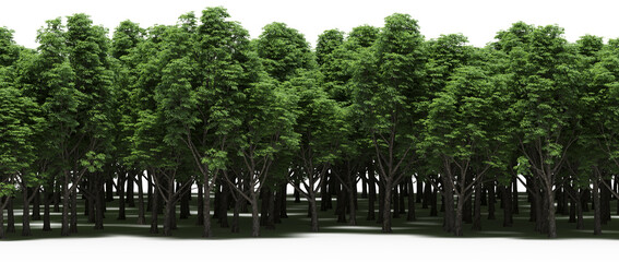 trees in the forest with a shadow on the ground, isolated on white background, 3D illustration, cg render