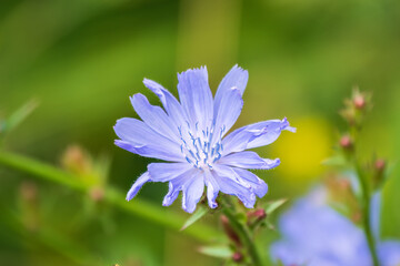 Common Chicory or Cichorium intybus flower blossoms on blured background - obrazy, fototapety, plakaty