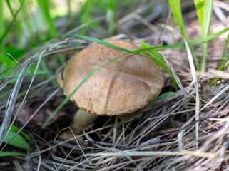 Edible mushroom boletus grows in the grass in the forest.