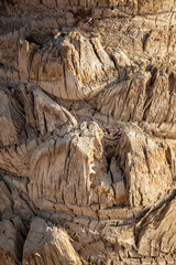 Fototapeta na wymiar Palm tree bark as a background.