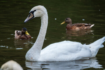 A graceful white swan swimming on a lake with dark water. The white swan is reflected in the water
