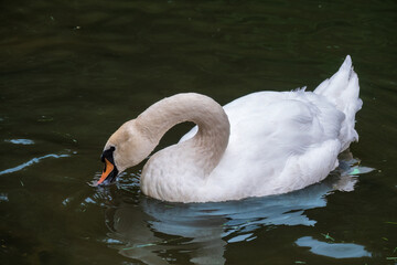 Obraz premium A graceful white swan swimming on a lake with dark water. The white swan is reflected in the water
