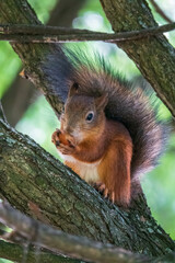 The squirrel with nut sits on a branches in the spring or summer.
