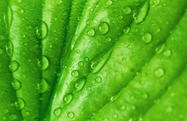 Green fresh plant leaf, natural background.