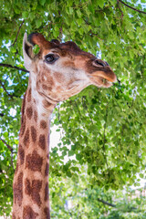 Close-up giraffe head on green leaves background