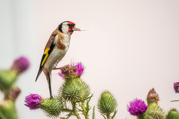 European goldfinch, feeding on the seeds of thistles. Carduelis carduelis.
