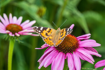 Beautiful butterfly painted lady or Vanessa cardui sitting on purple Echinacea flower in the summer. Close up. Macro.