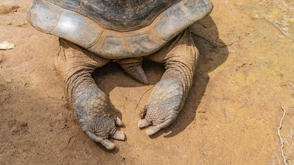 A giant turtle Aldabrachelys gigantea. Close-up. Rear view. Visible shell, elongated scaly paws, claws, tail. Seychelles.